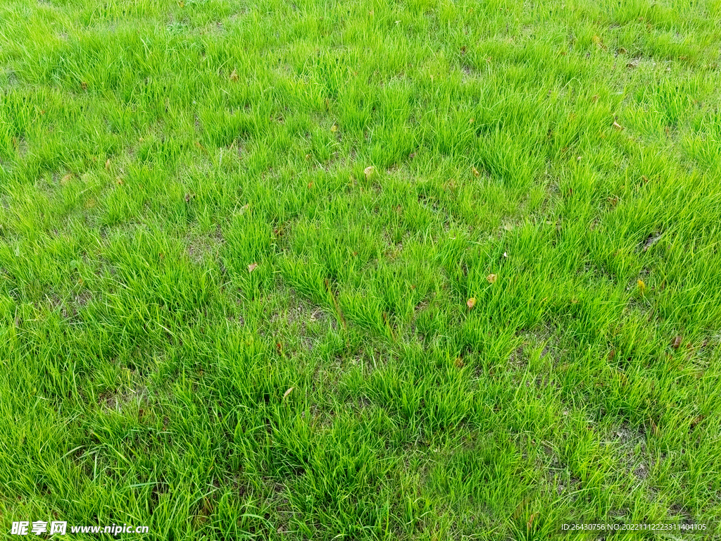 绿草地草皮