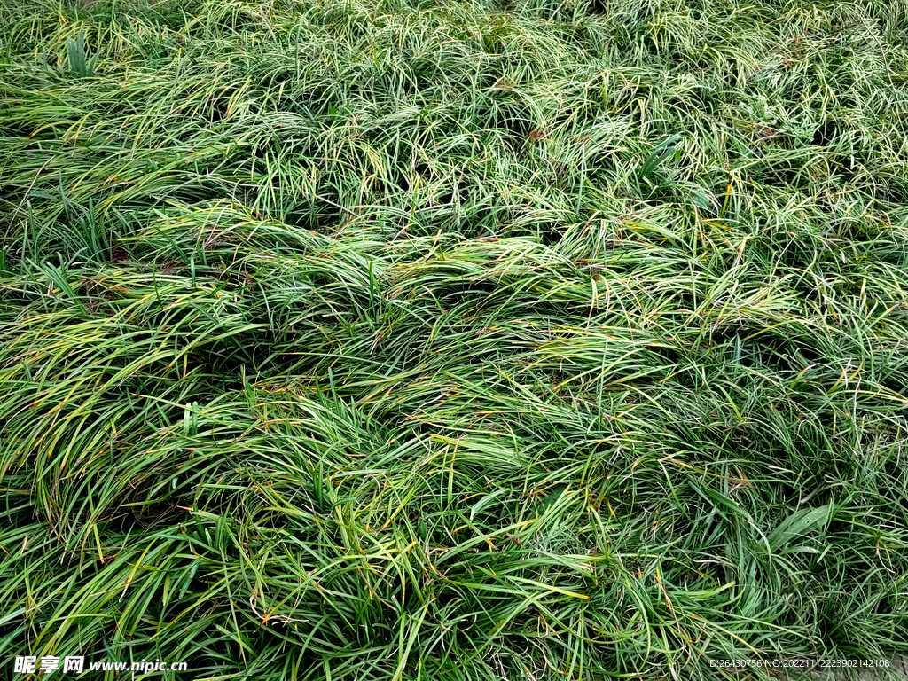 沿阶草草皮