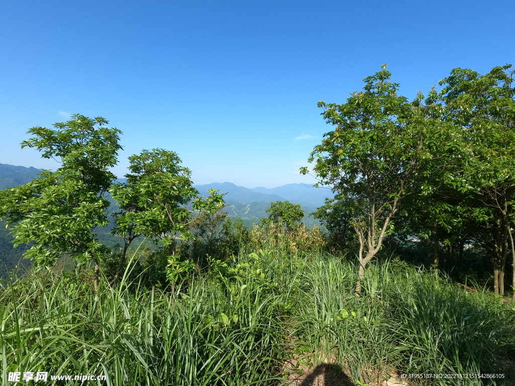 山