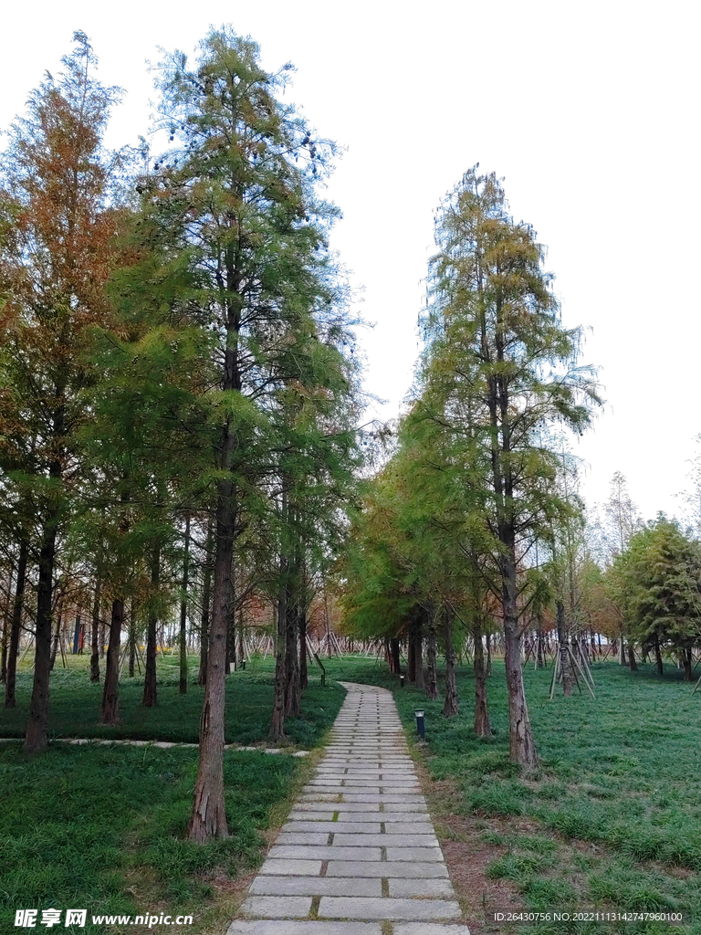 杉树林石板路