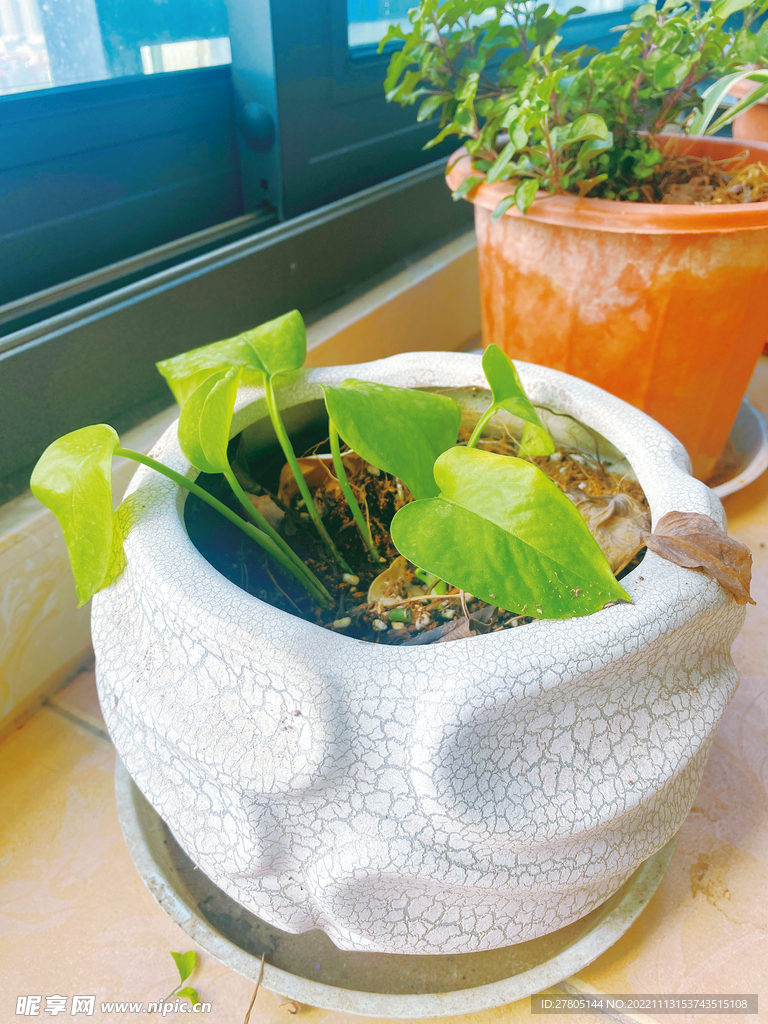 绿萝植物 吸甲醛