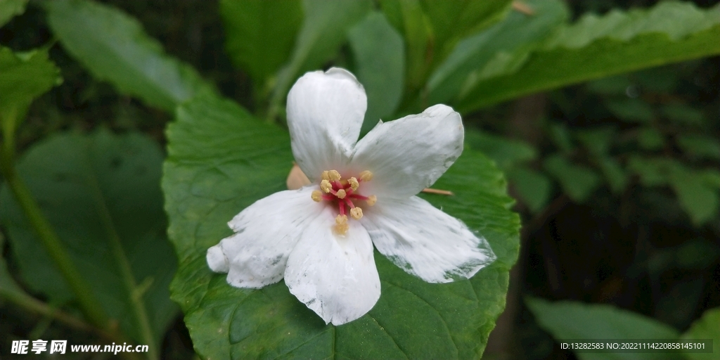 油桐花