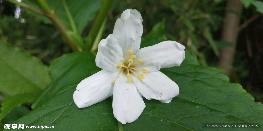 油桐花