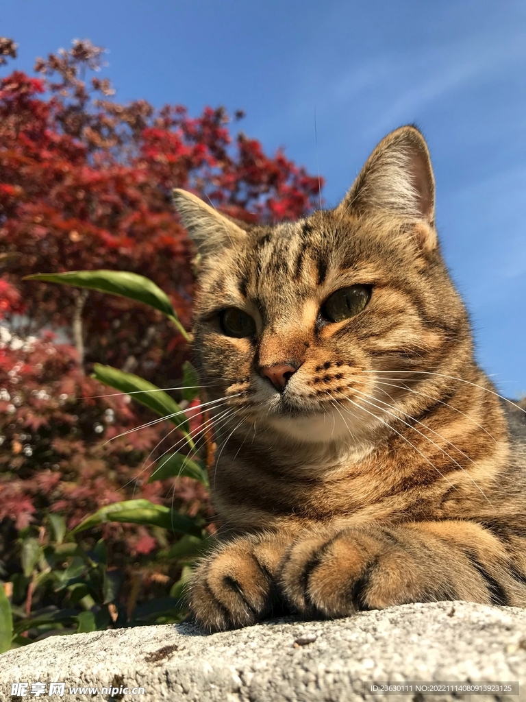 猫咪