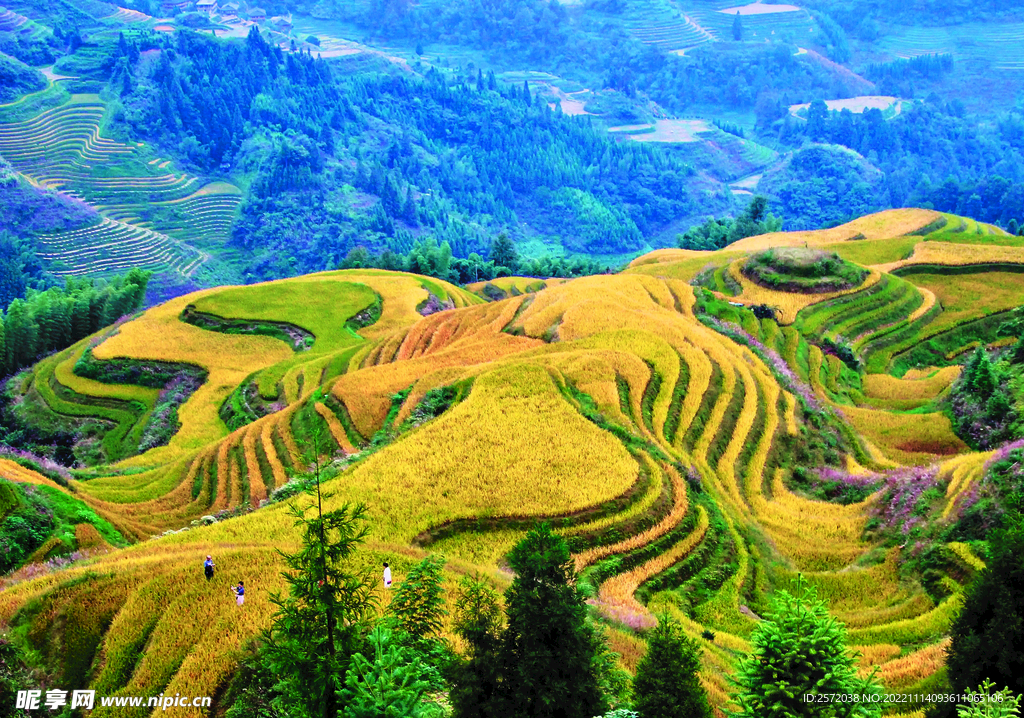 龙胜龙脊梯田风光