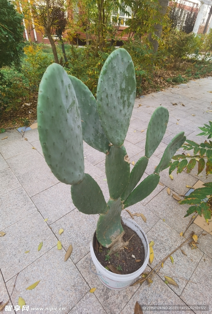 仙人掌 