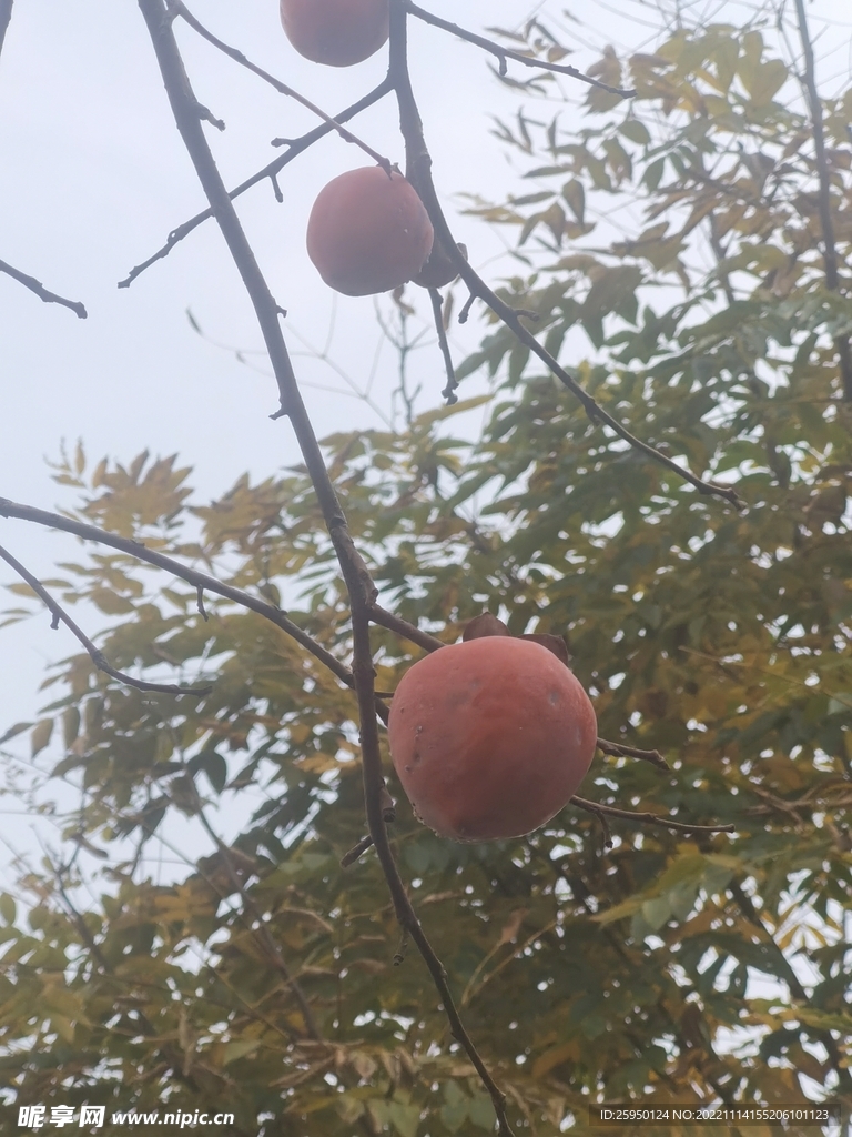 秋实
