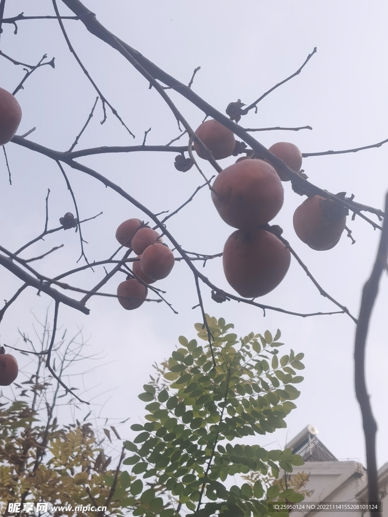 秋实