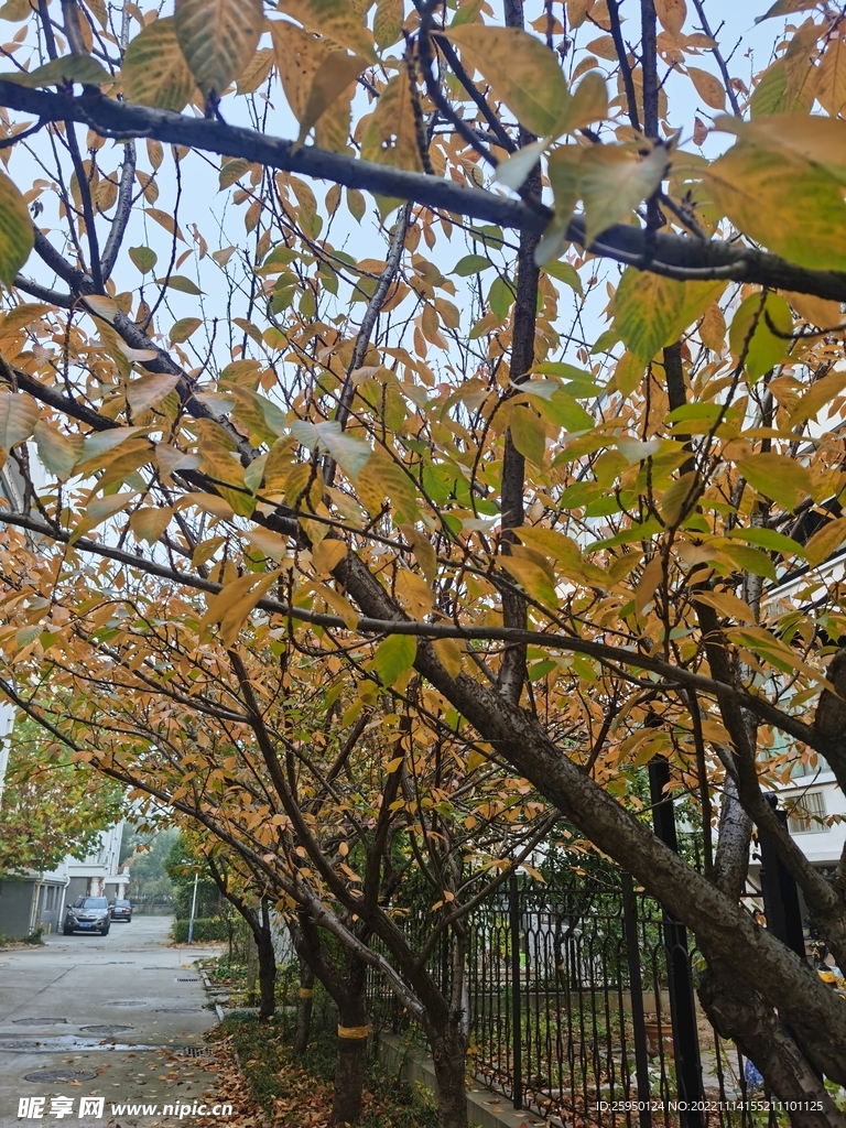 秋叶
