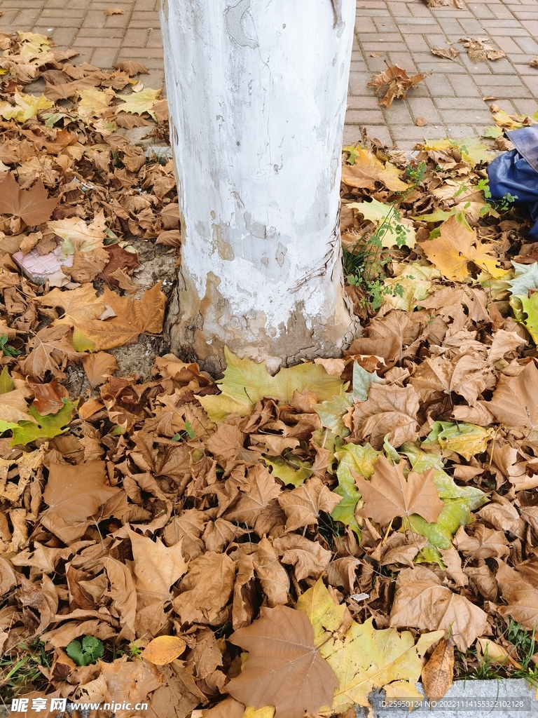 秋叶