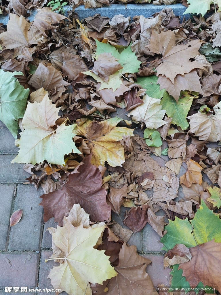 秋叶