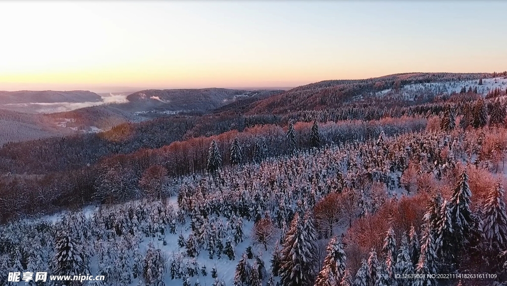 雪山松树