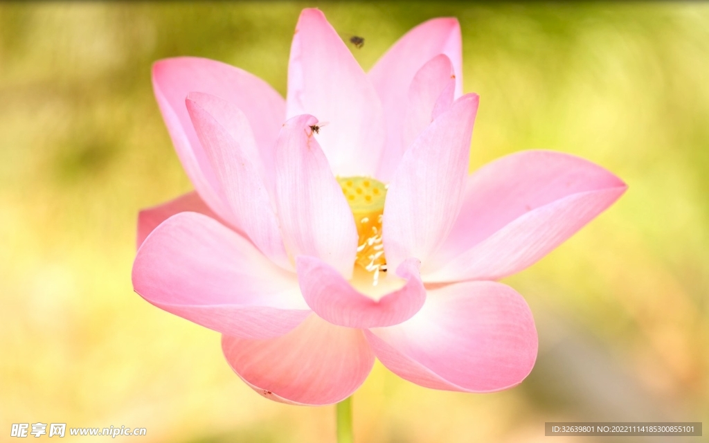 莲花4k高清视频