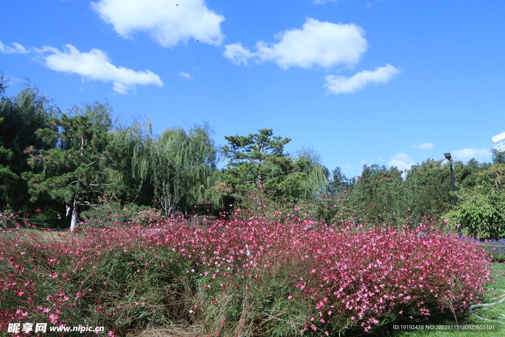 山桃草 