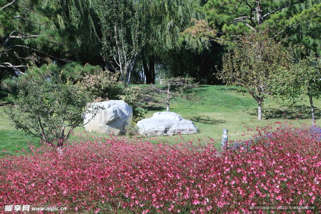 山桃草 