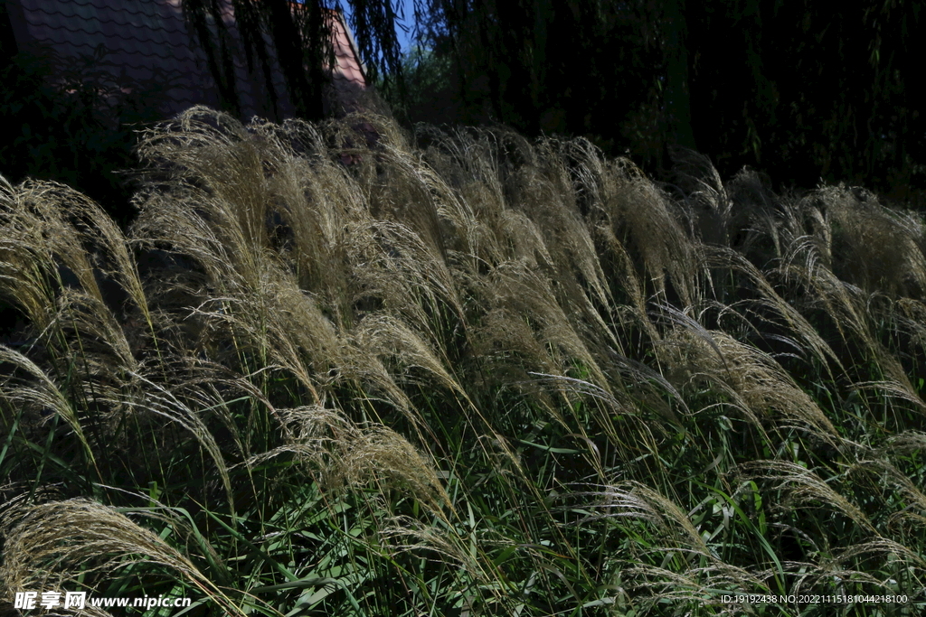芒草风景