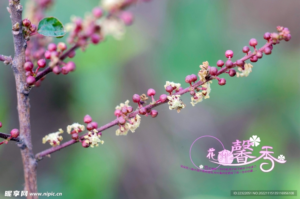 花开季节