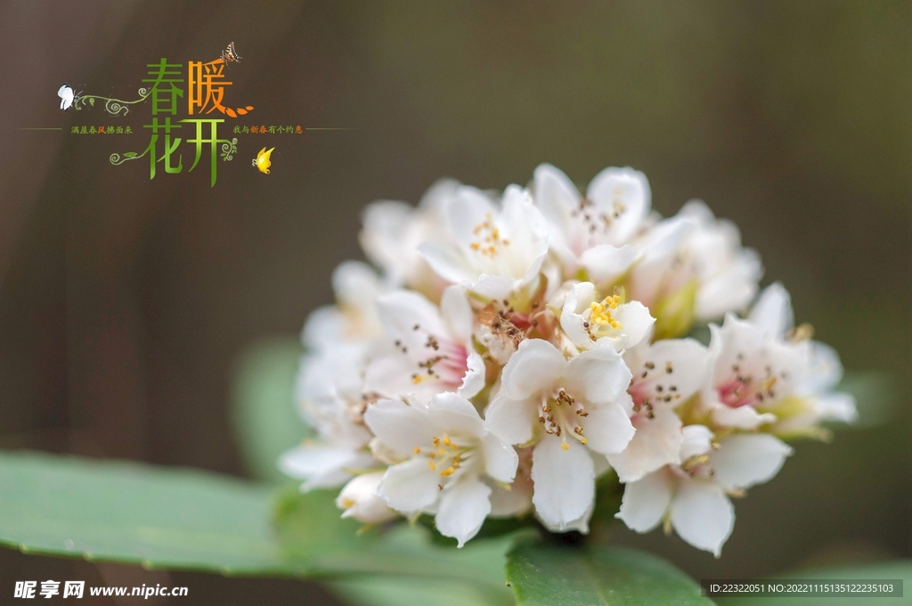 花开季节