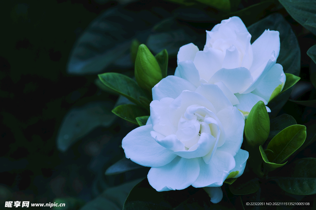 蓝色栀子花