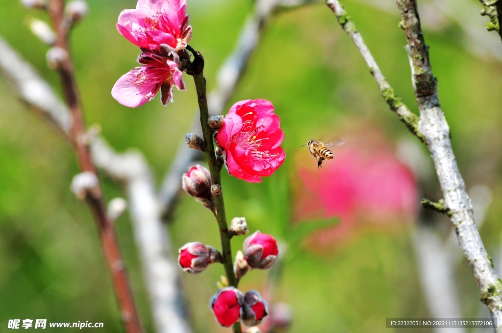蜜蜂