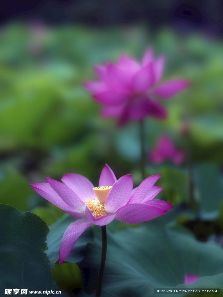 荷花