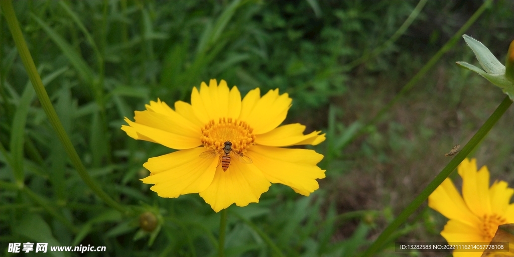 金鸡菊