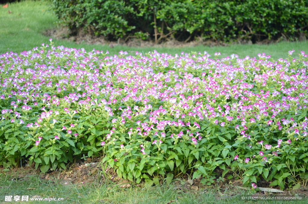 小花