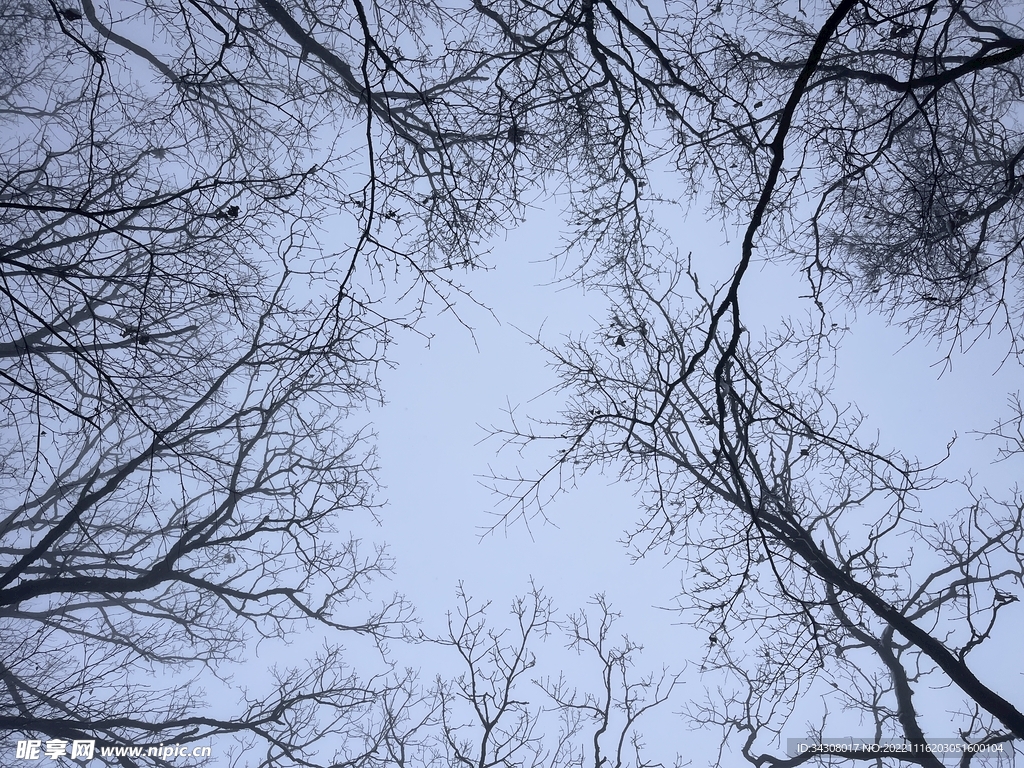 枯木