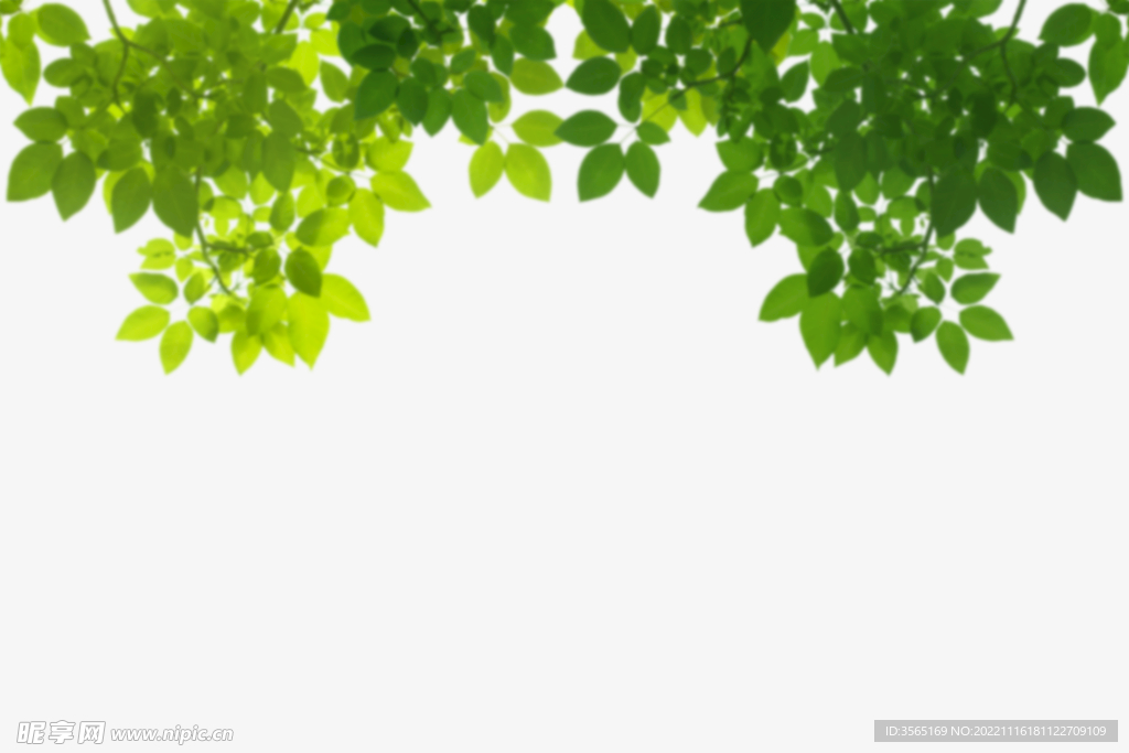 绿色树枝叶子透明背景合成素材