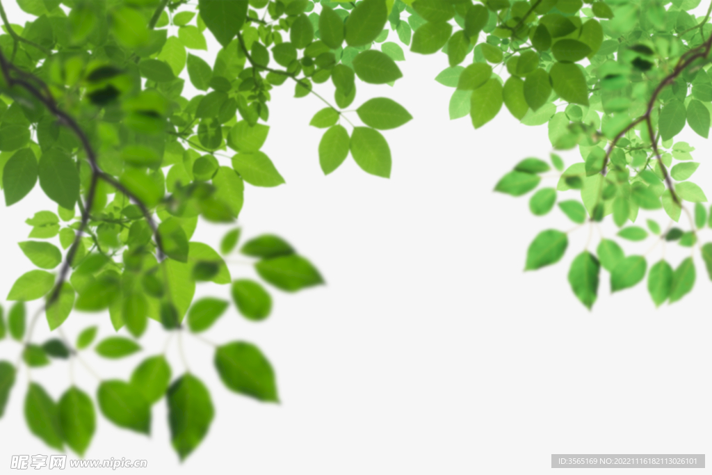 绿色树枝叶子透明背景合成素材