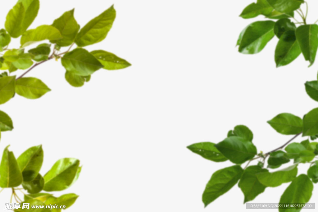 绿色树枝叶子透明背景合成素材