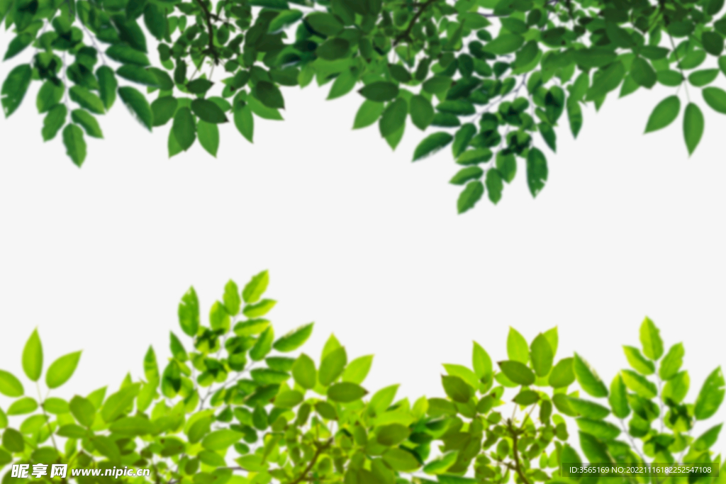 绿色树枝叶子透明背景合成素材