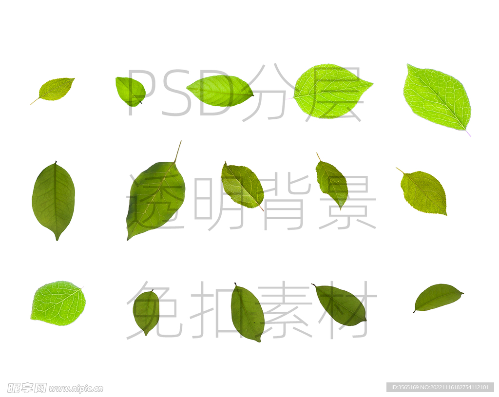 绿色叶子透明背景免扣PSD