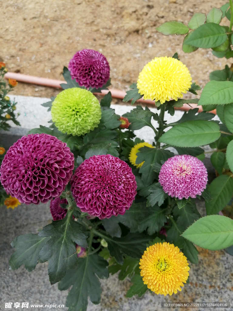 多色乒乓菊