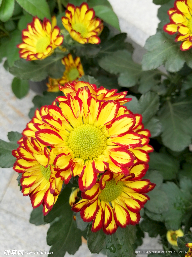 菊花