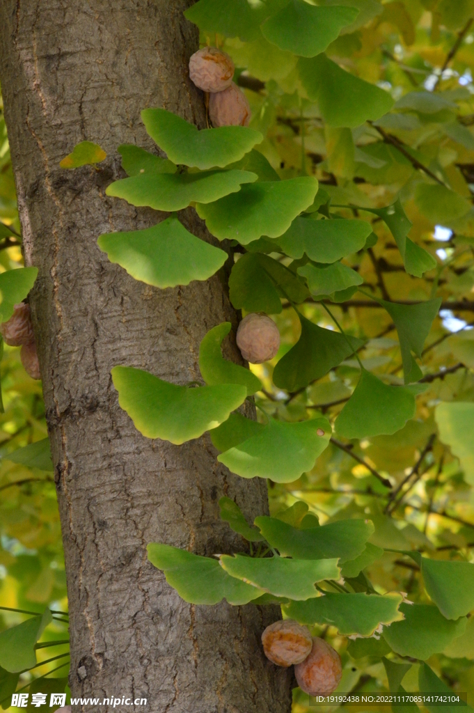  银杏果  
