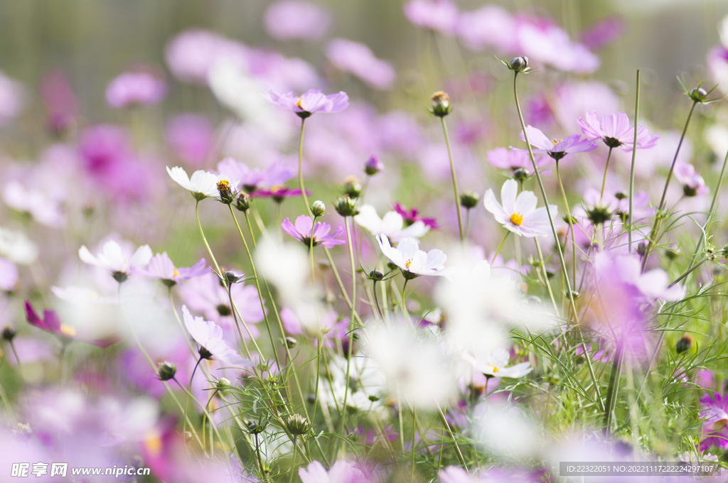 格桑花