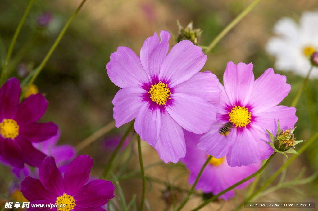 格桑花