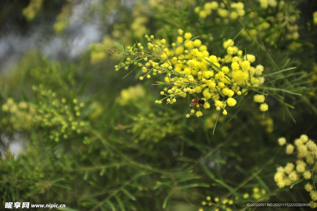 黄花