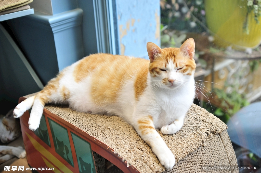 橘猫