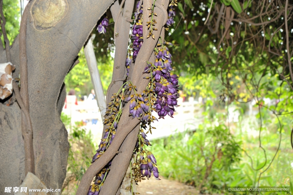 禾雀花