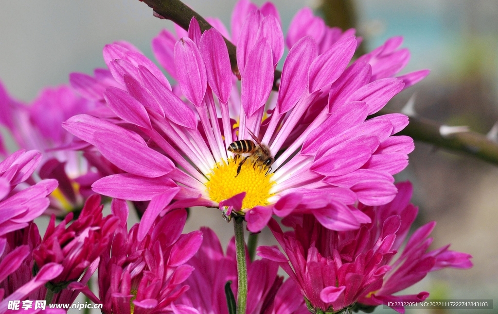 菊花