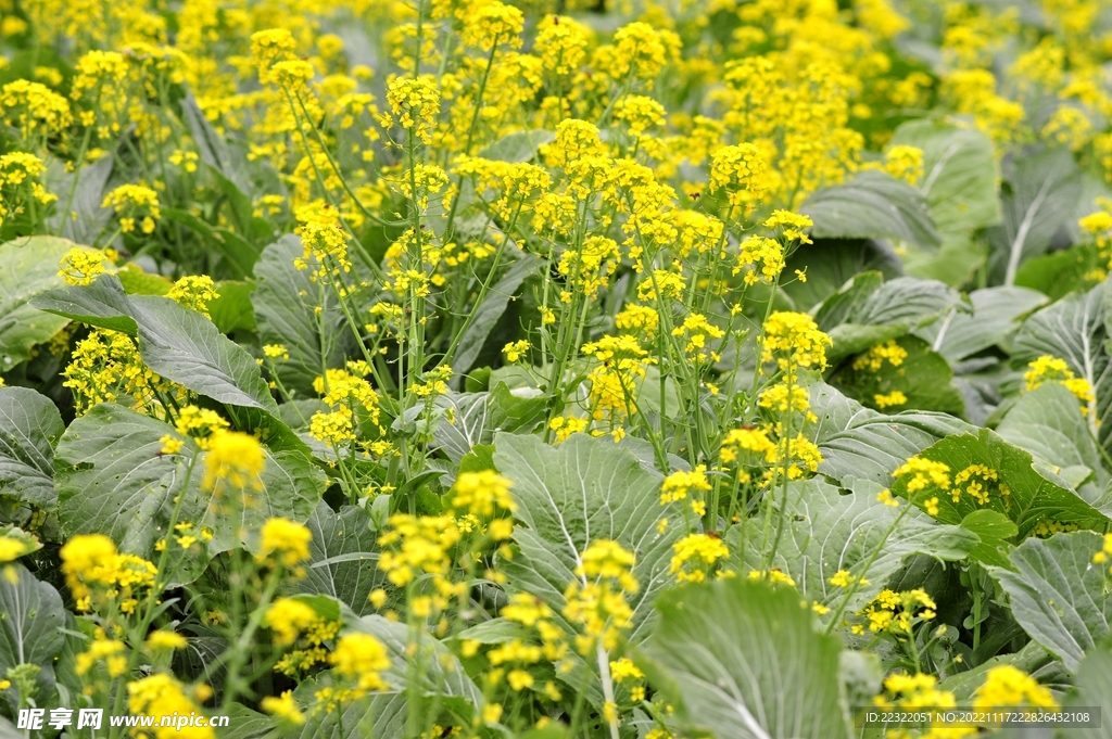 油菜花