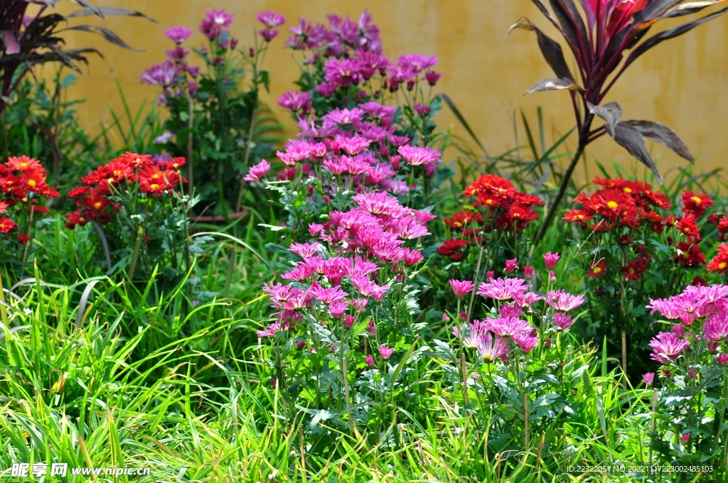 菊花