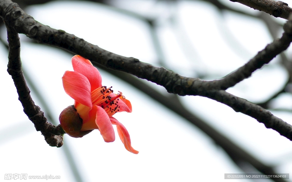 木棉花