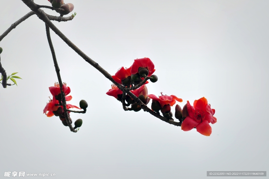 木棉花