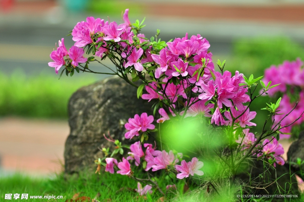 杜鹃花