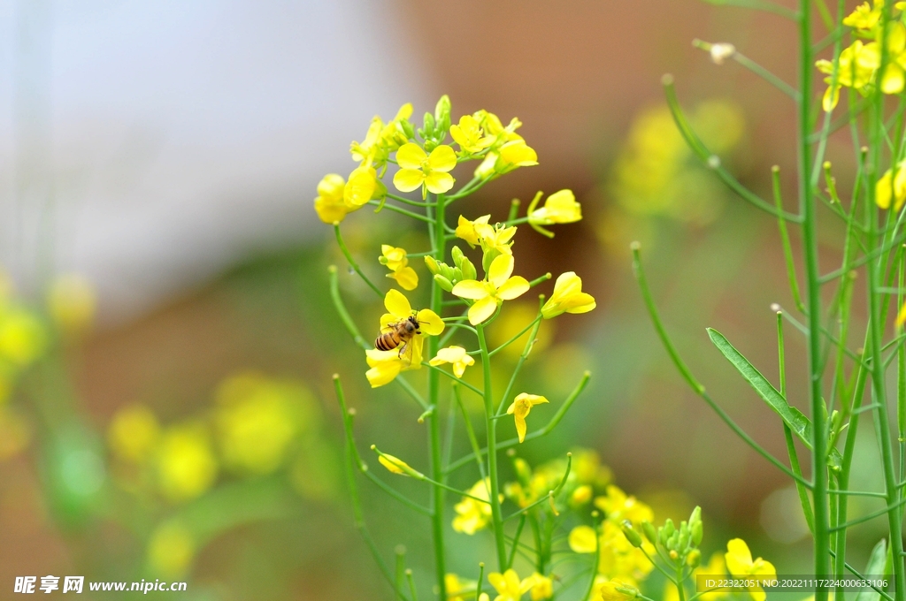 油菜花