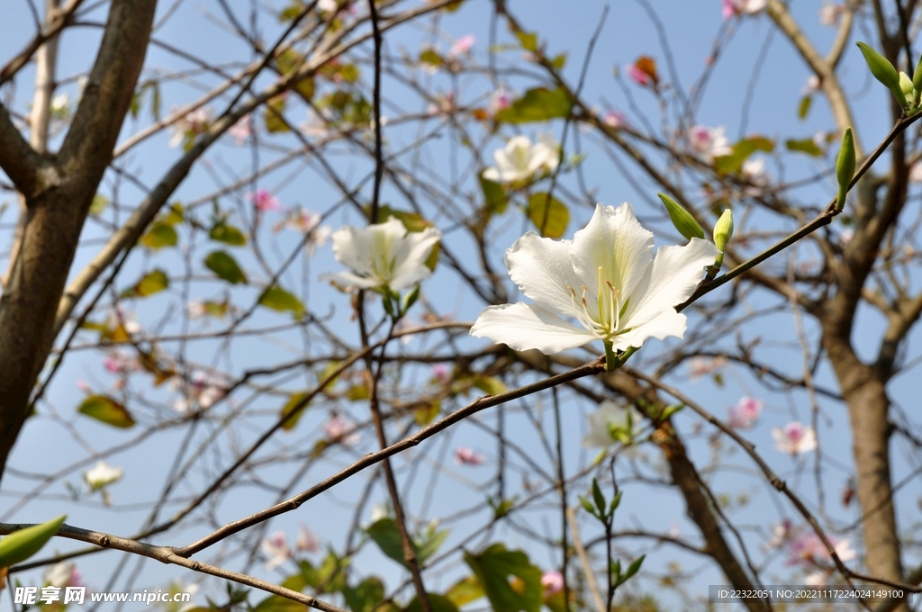 紫荆花