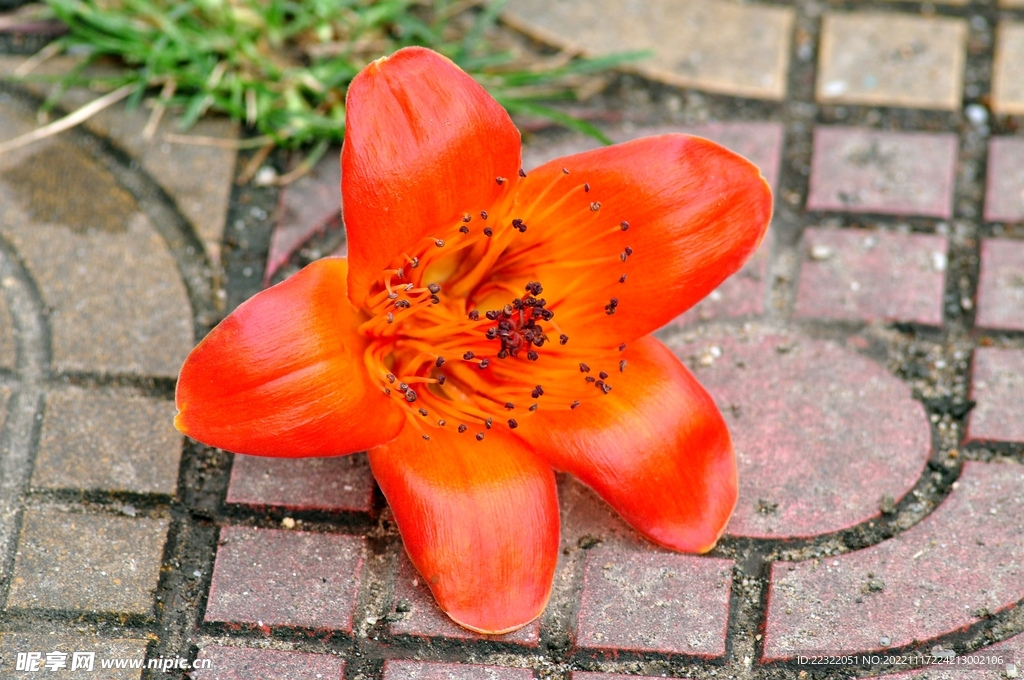 木棉花